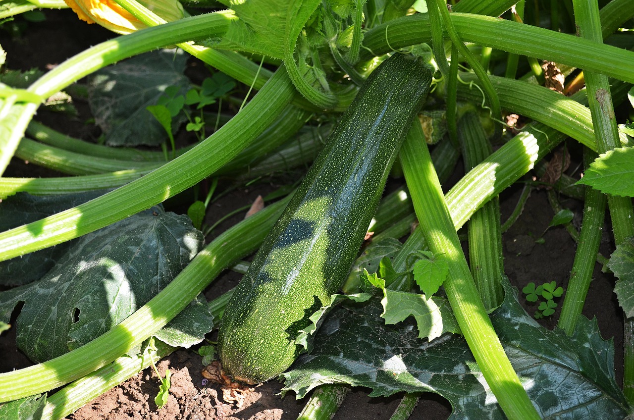 Zucchine appena piantate nel terreno con cenere intorno, metodo per una crescita ottimale.