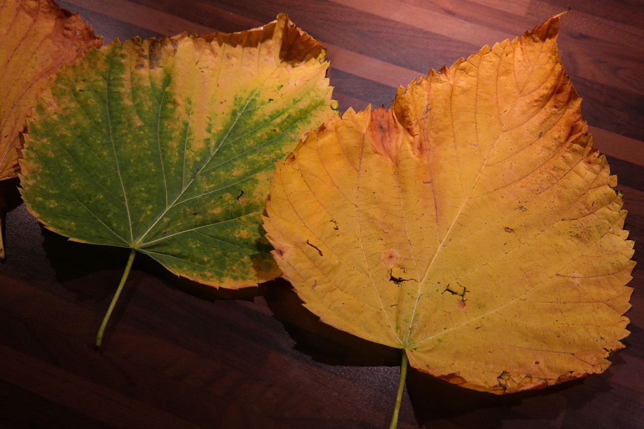 Piante con foglie ingiallite, evidenziando le soluzioni per il ripristino della salute vegetale.