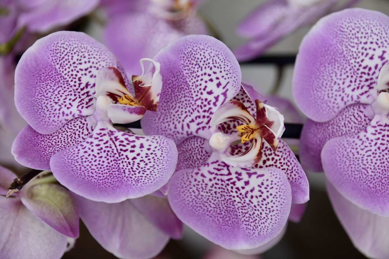 Orchidea Phalaenopsis con foglie macchiate, segnale di possibili malattie o carenze nutrizionali.