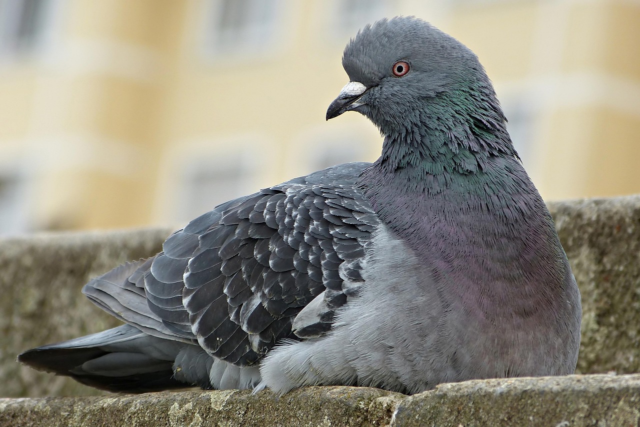 Piccione su un balcone sporco, con finestre macchiate, soluzione casalinga per prevenire il problema.
