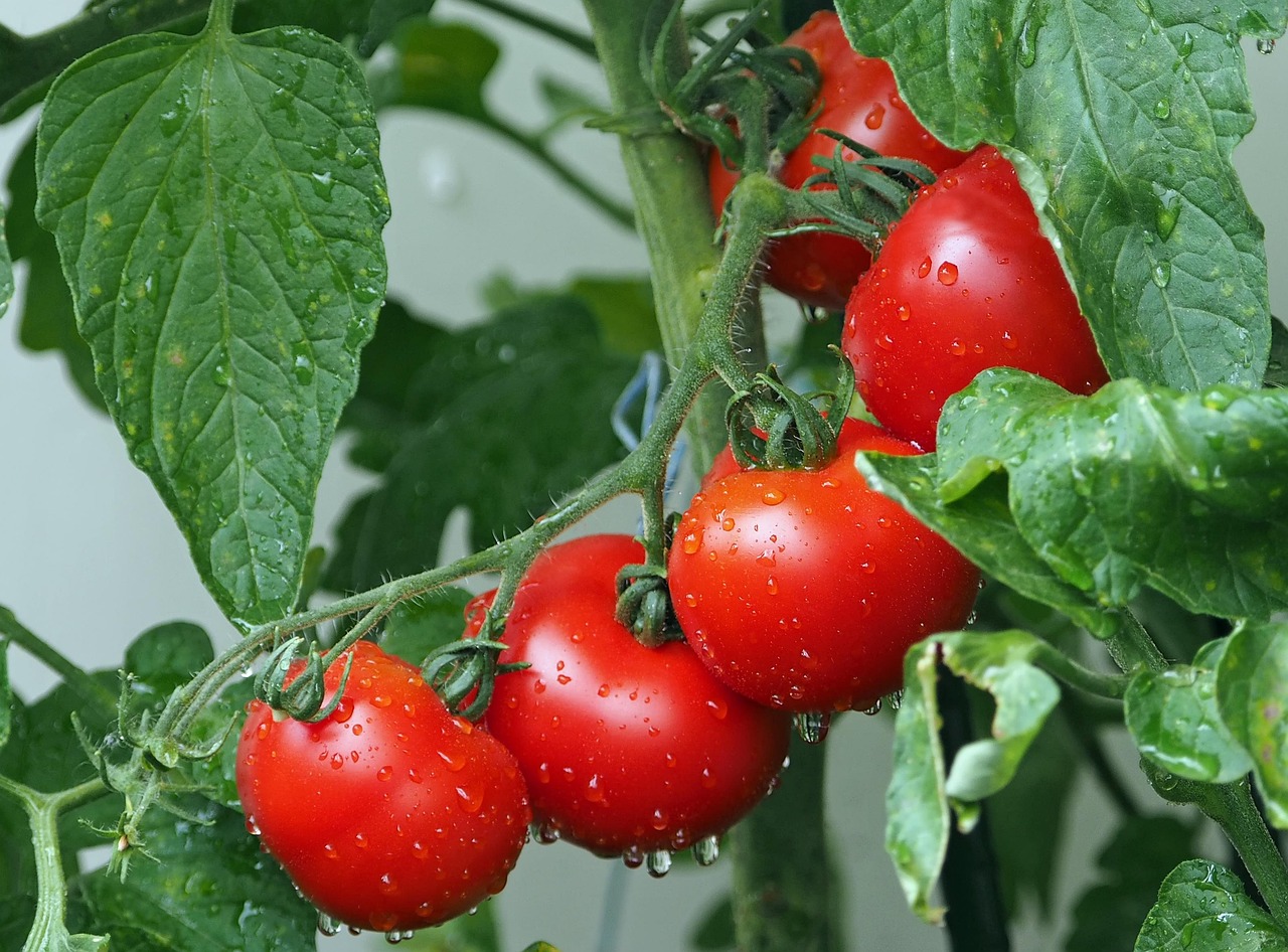 Pomodori rigogliosi in un giardino, evidenziando l'effetto di un concime specifico.