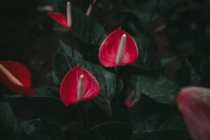 Anthurium in vaso con foglie verdi lucide, ideale per decorare gli interni.