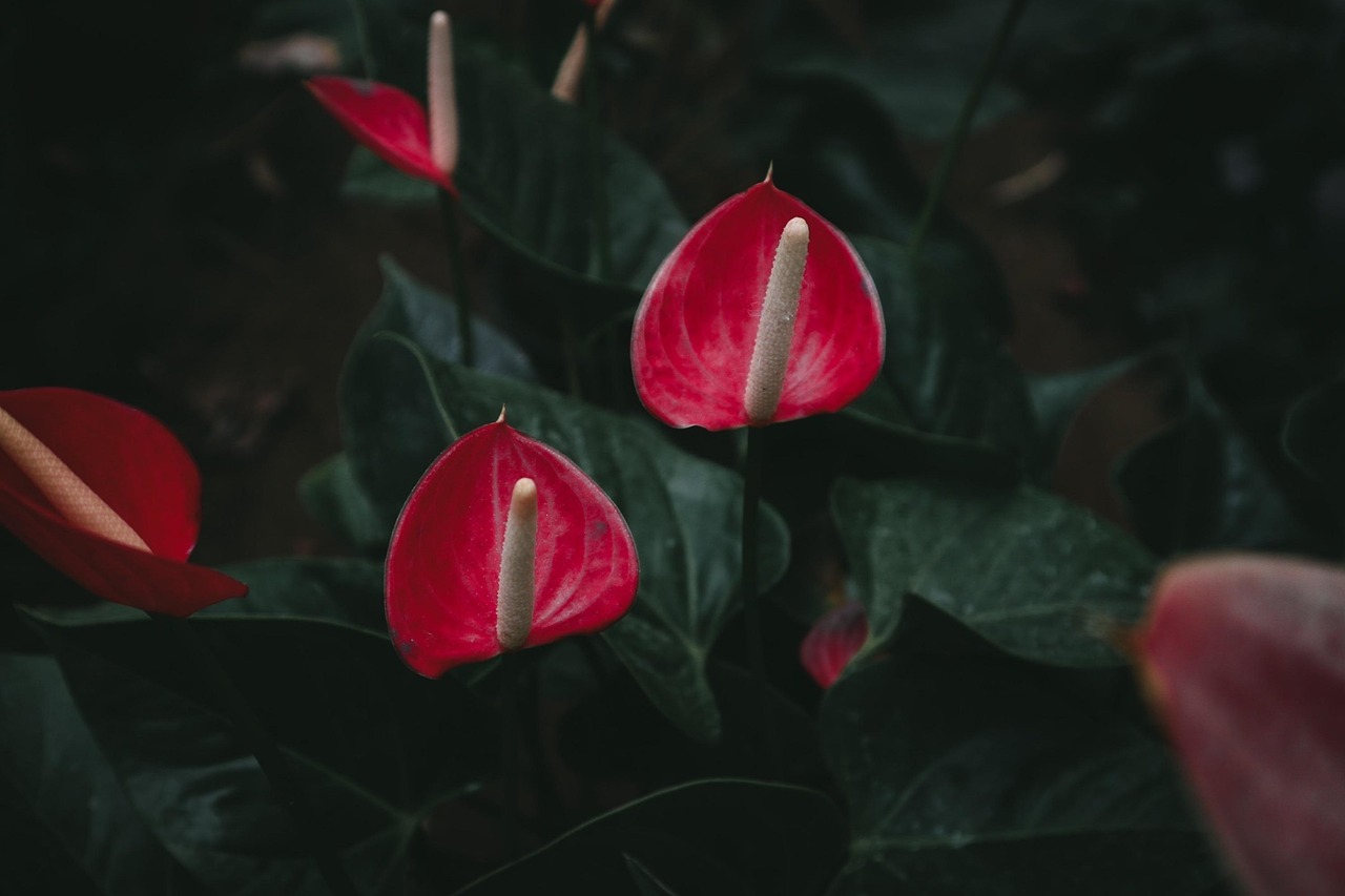 Anthurium in vaso con foglie verdi lucide, ideale per decorare gli interni.