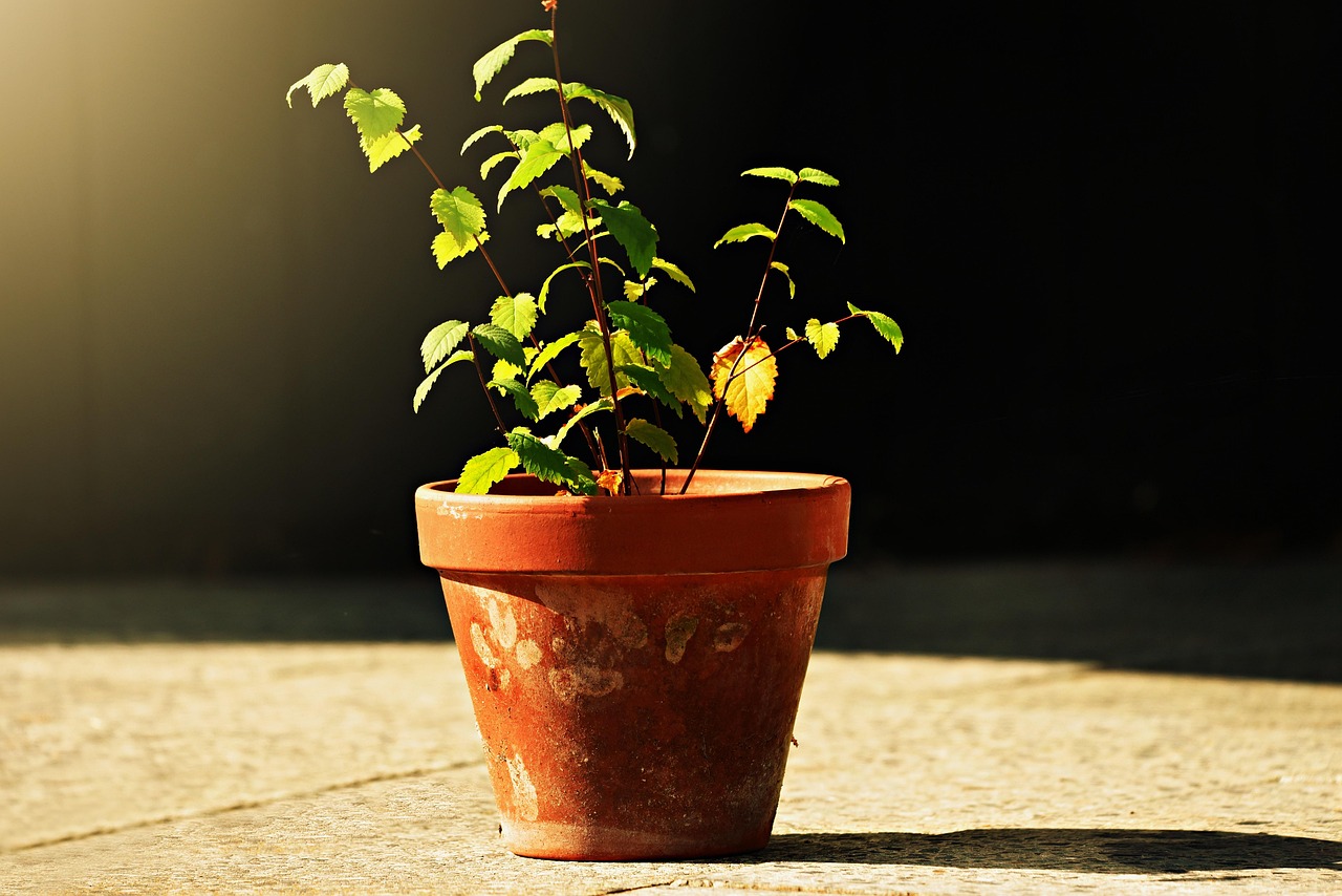 Foglie verdi rigenerate grazie al trucco della nonna per piante in difficoltà.