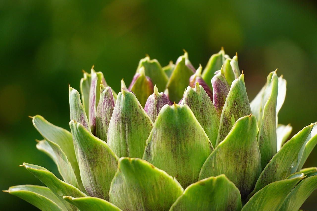 Acqua di carciofo bollito in un bicchiere, rimedio naturale per il fegato affaticato.
